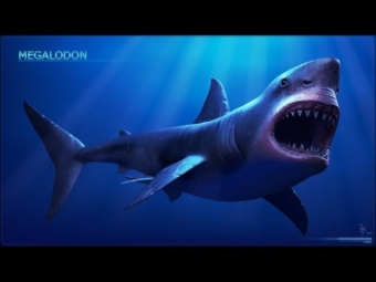 Мегалодон.jpg